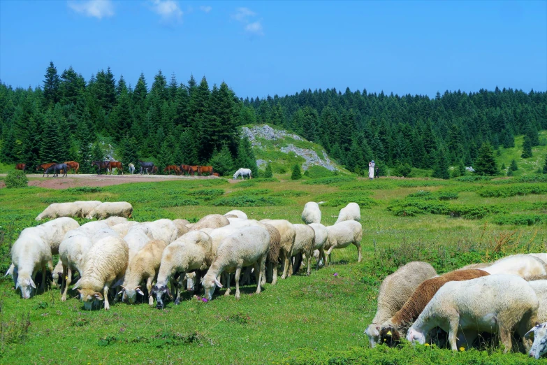 a group of sheep are grazing on some grass