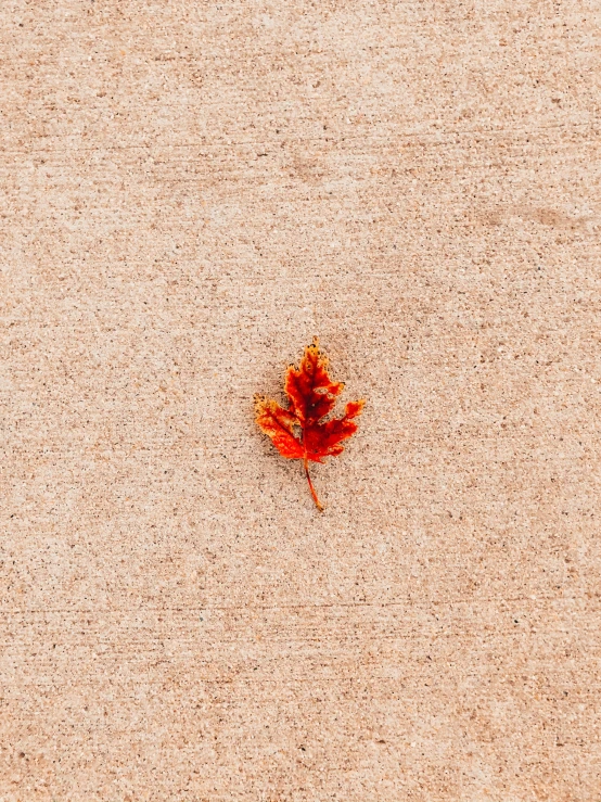 a single leaf rests in the sand on a sunny day