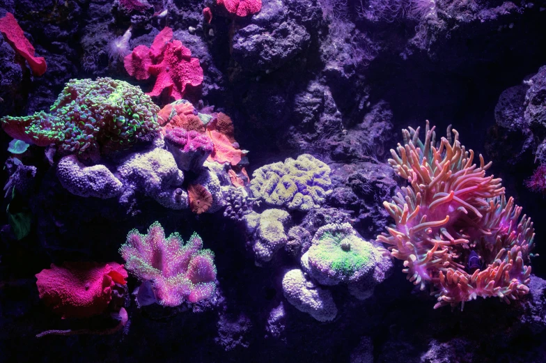 a fish that is sitting on top of a coral