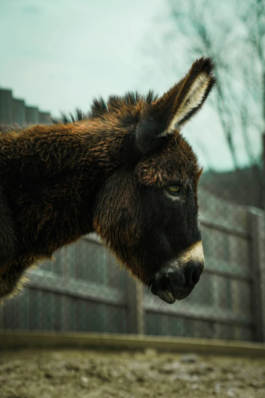 a brown donkey with white markings stares straight ahead