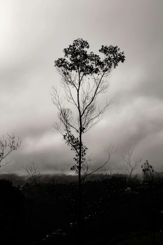 a tree is against the dark gray sky