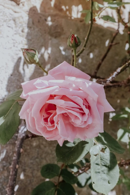 a pink flower that is sitting on a nch