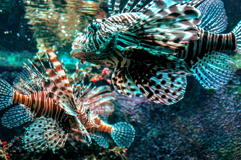 a fish that is swimming by some rocks