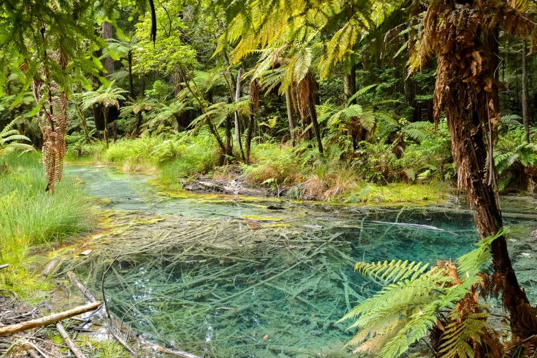 there is a green and blue stream in the woods