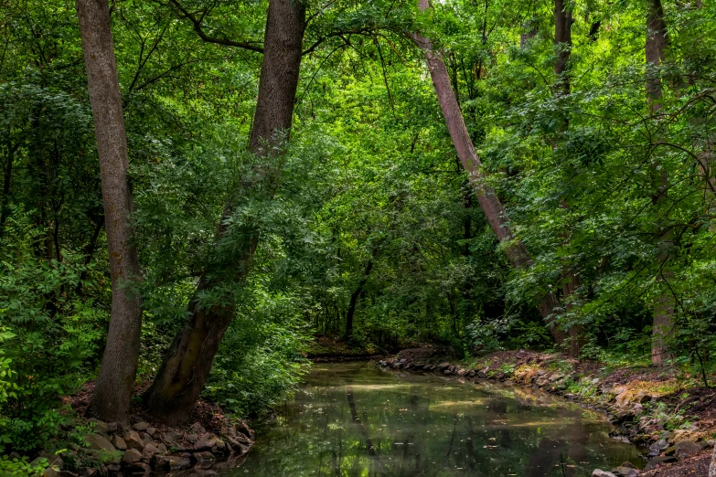 trees and rocks surround a creek surrounded by green foliage