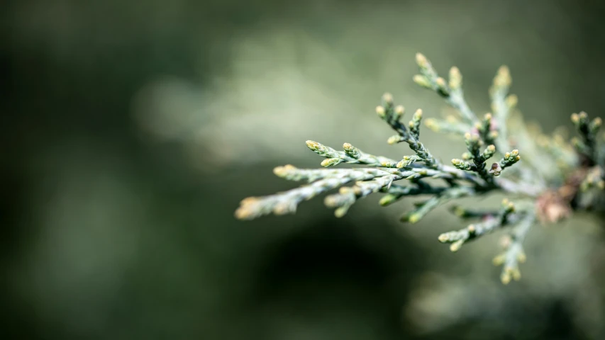 the needles on the tree are small, green