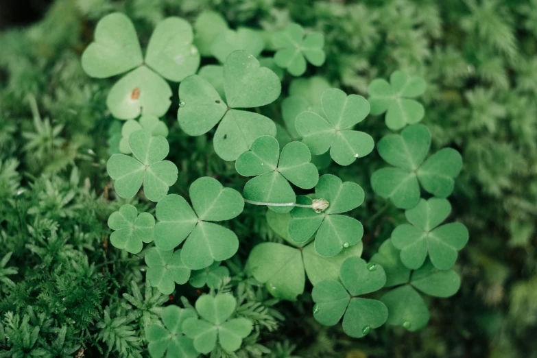 a bunch of clover leaves that are in some bushes