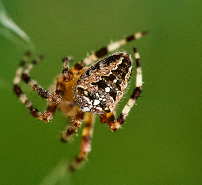 a spider is sitting on the green floor