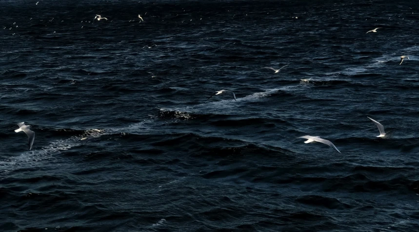 a group of seagulls that are flying over the water