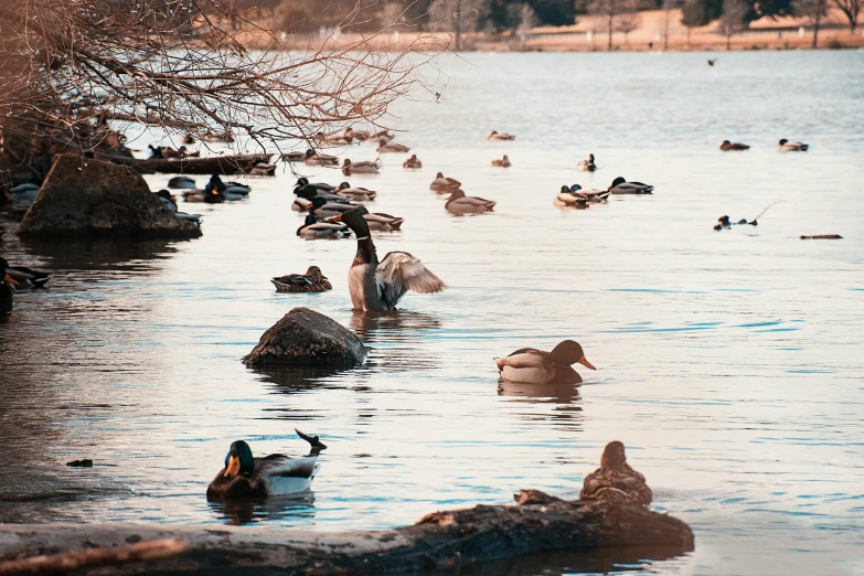 an image of ducks that are in the water