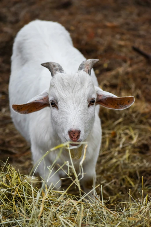 an animal is standing in the middle of the grass