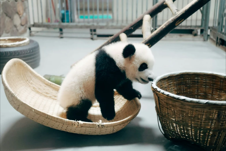 a panda bear is sitting on a banana pod