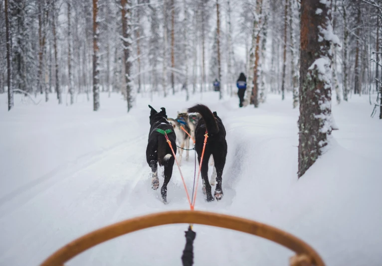 two dogs pull a sled through the snow