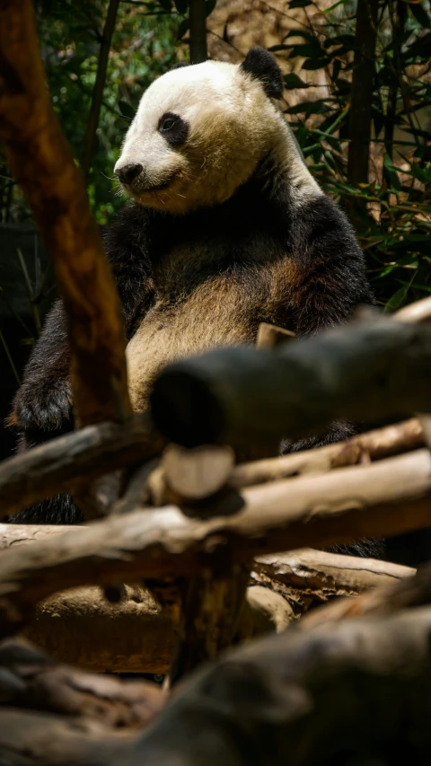 a very cute panda sitting by some logs