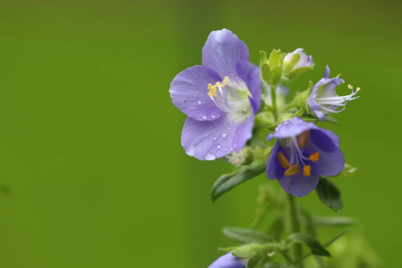 there is a small purple flower with water drops