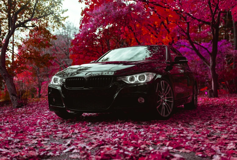 a parked black bmw parked on leaves on the ground