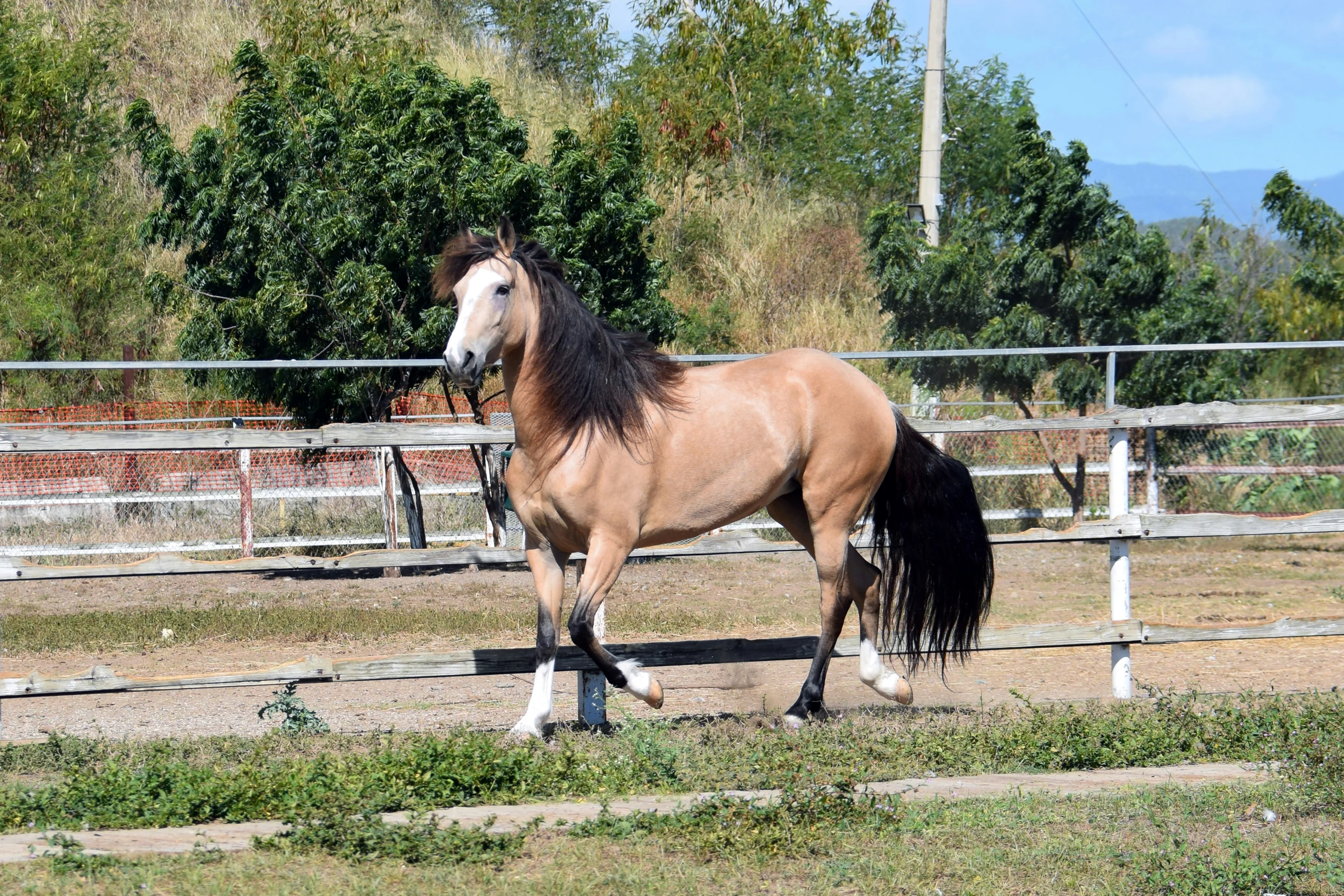 an equestrian looking horse inside a corral