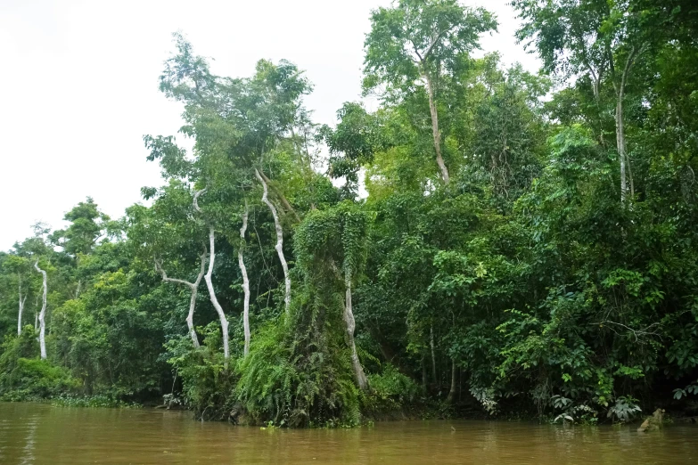 an image of a group of trees in the water