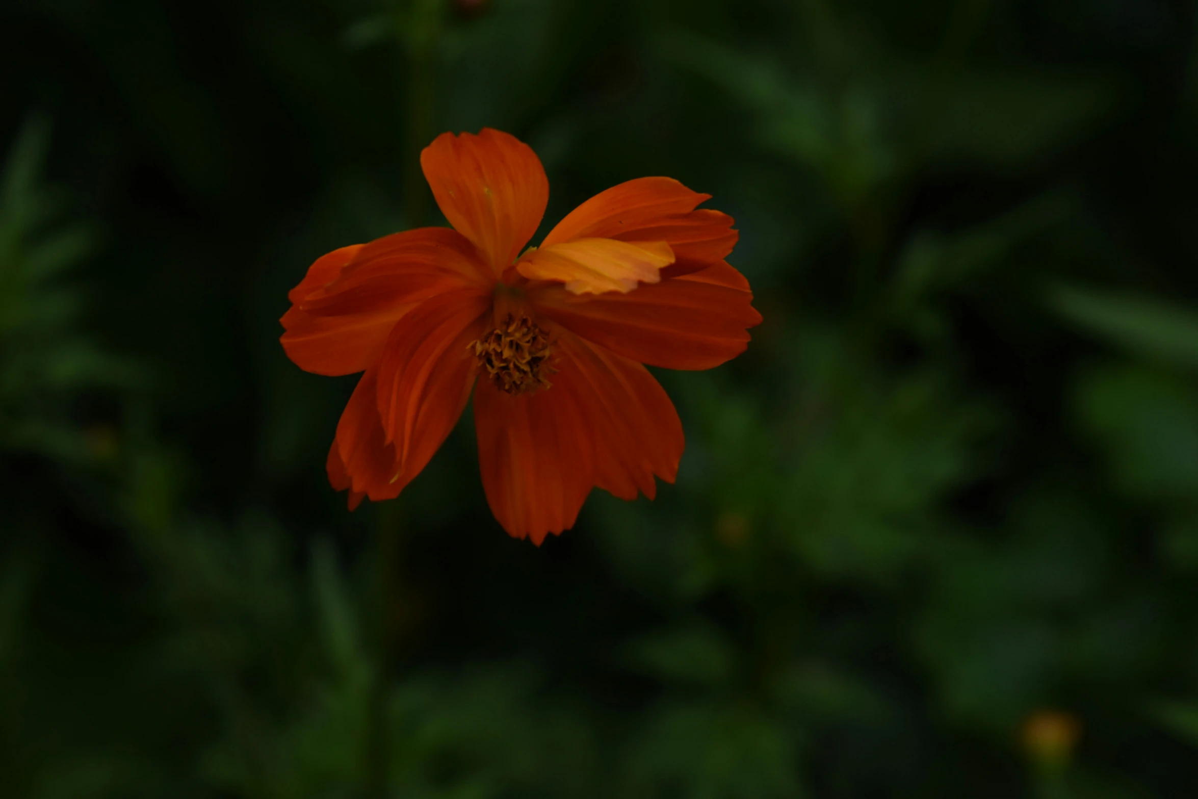 this is a bright orange flower in the garden