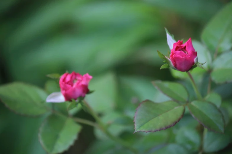 a couple of pink roses that are on a nch