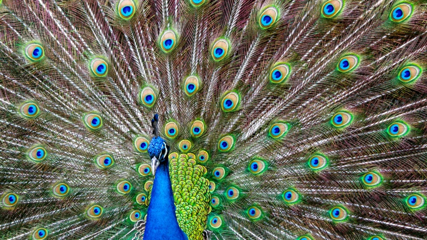 this peacock is displaying its colorful feathers with its tail spread