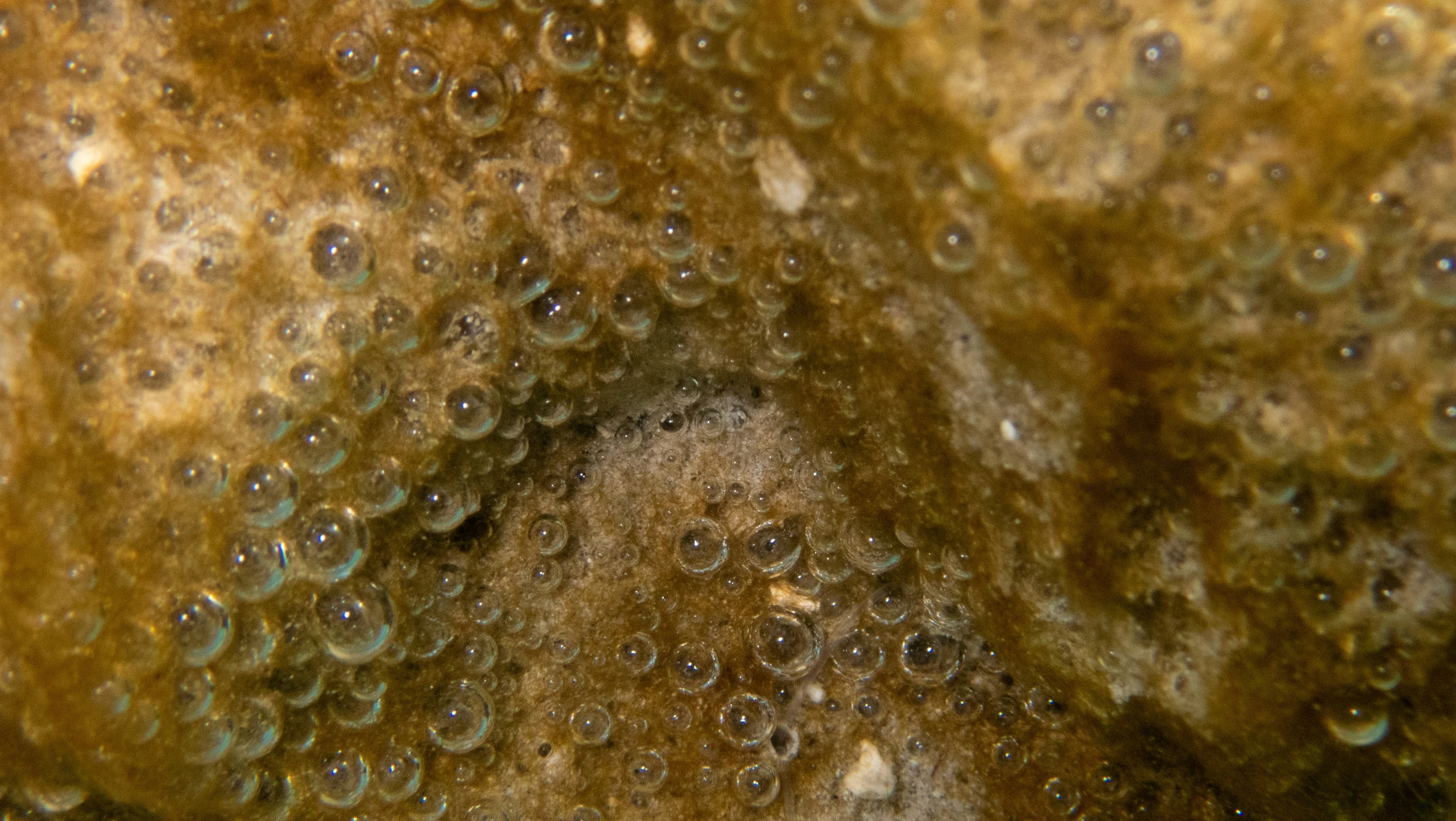 close up po of brown stuff with several bubbles in it