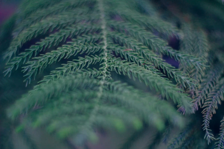 a close up view of an unripe tree