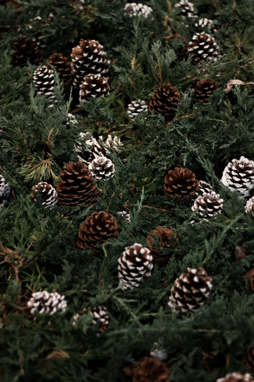 a bunch of pine cones are sitting together