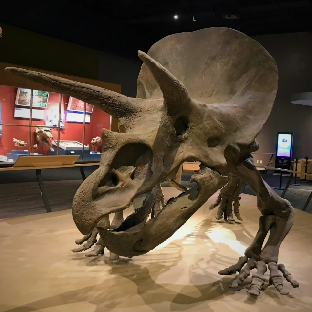 a museum exhibit displays a large dinosaur skeleton