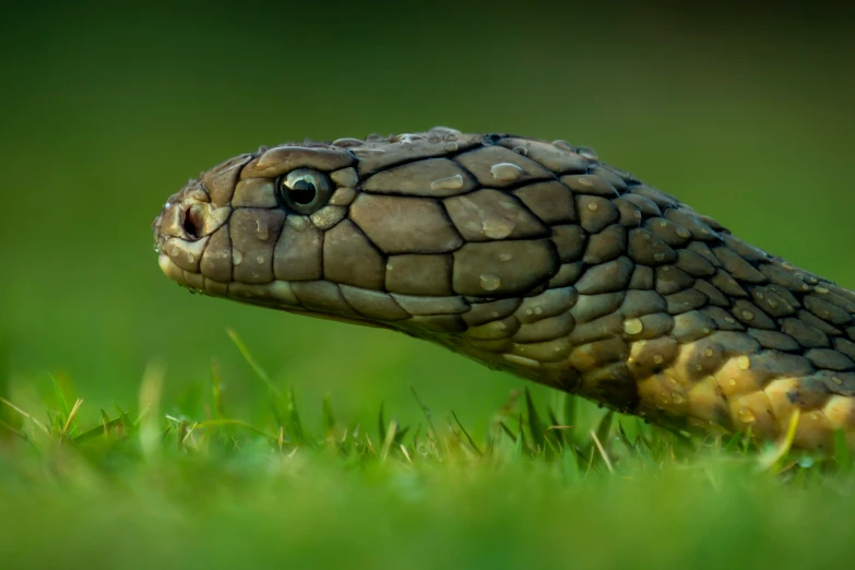 a close up of a snake on some green grass