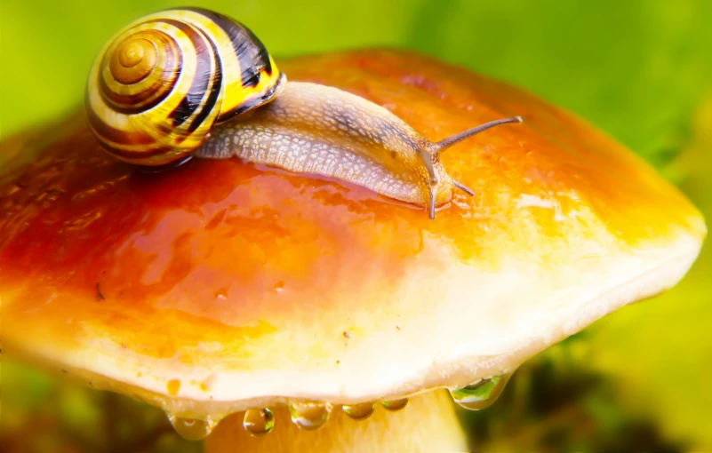 a snail crawling on top of a red mushroom