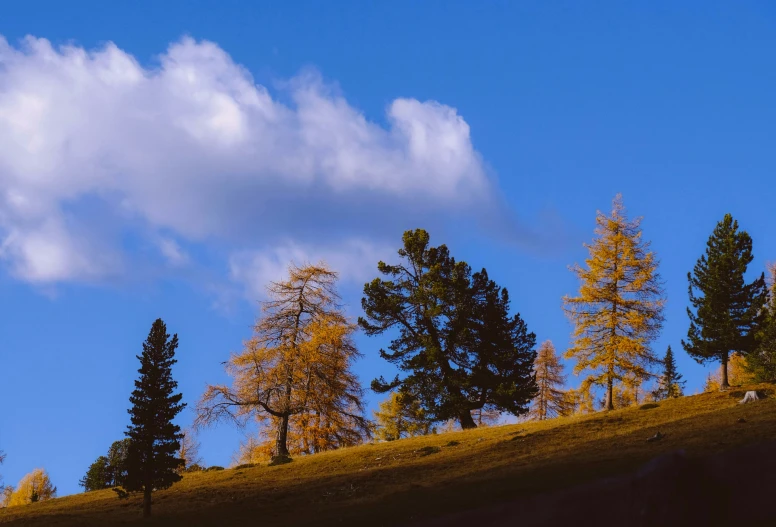 the sky is beautiful but you may see a line of tall pines