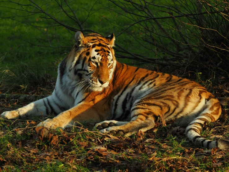 a tiger lying on top of the grass