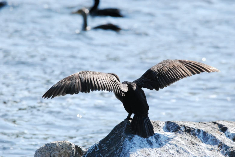 a close up of a bird on a rock in the water