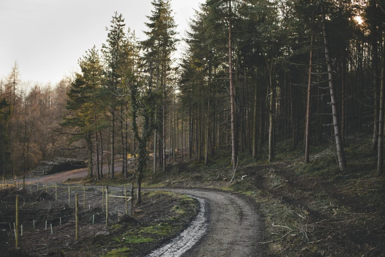 a dirt road with trees on the side