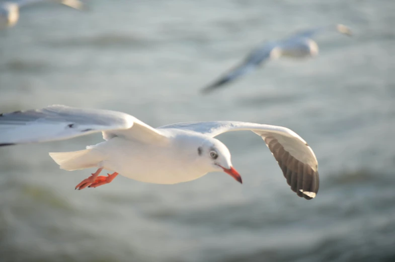 a white sea gull with red beak flying over water