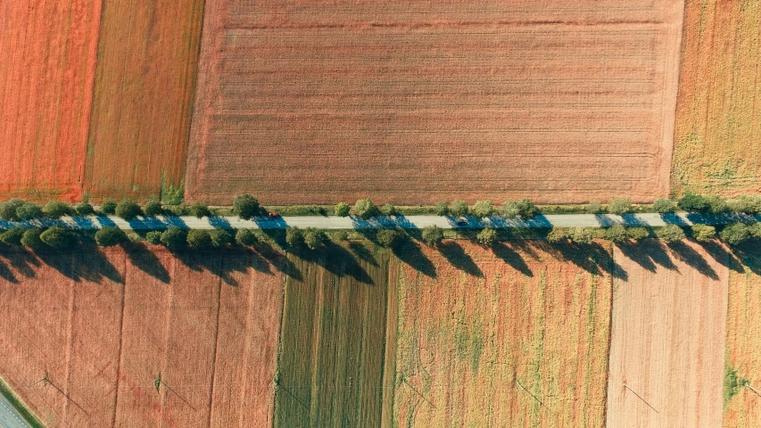 three different colors of crops and grass with long shadows