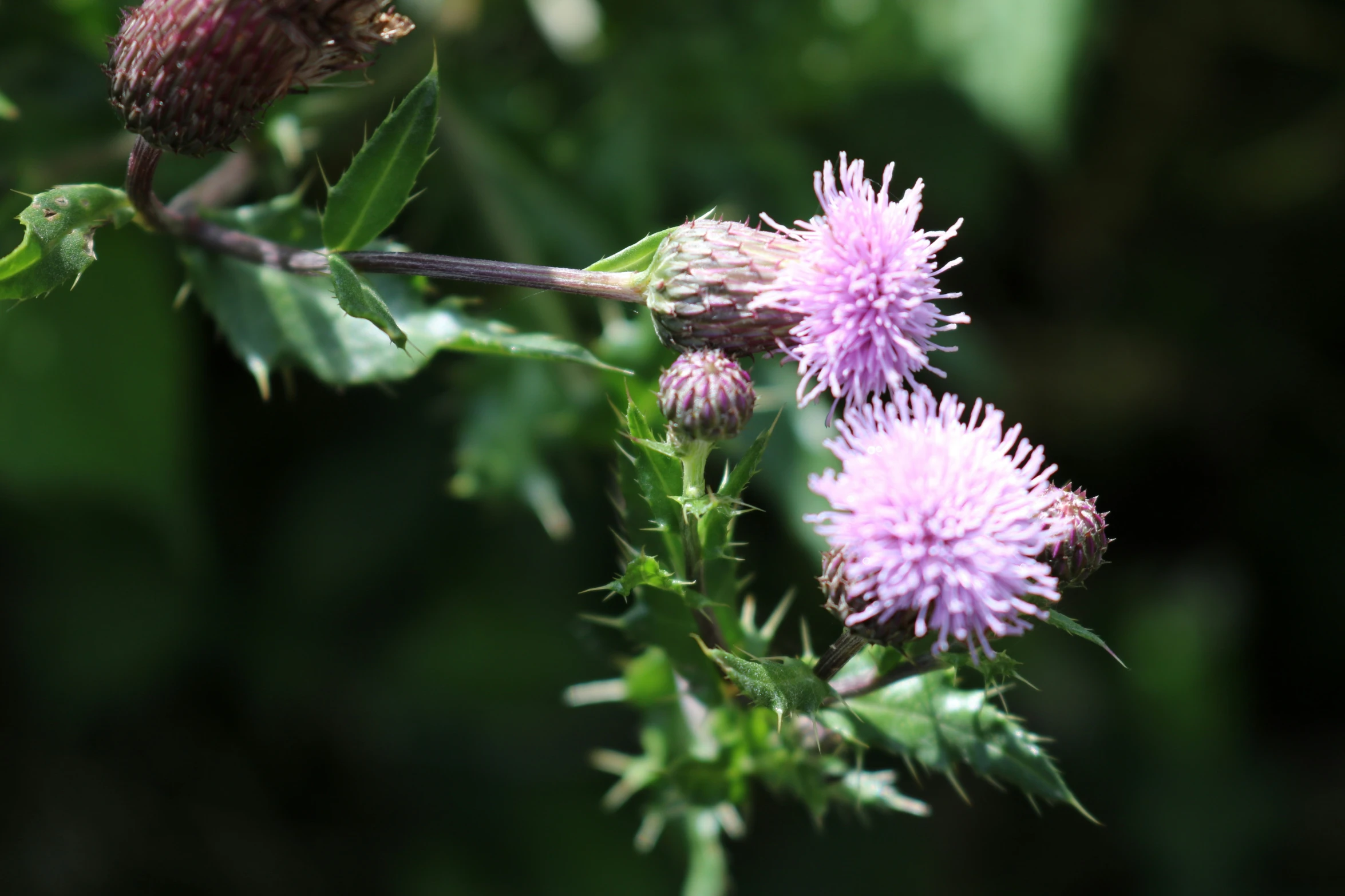 a flower with the stem still attached to it