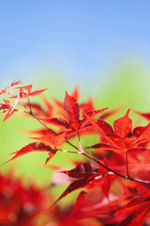 red leaves in a green field with a blue sky background