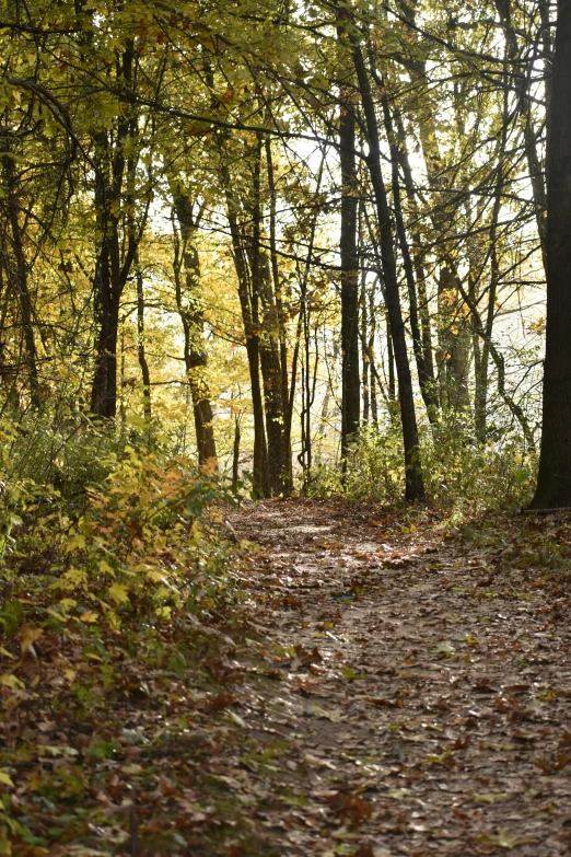 an image of leaves on the ground in the woods