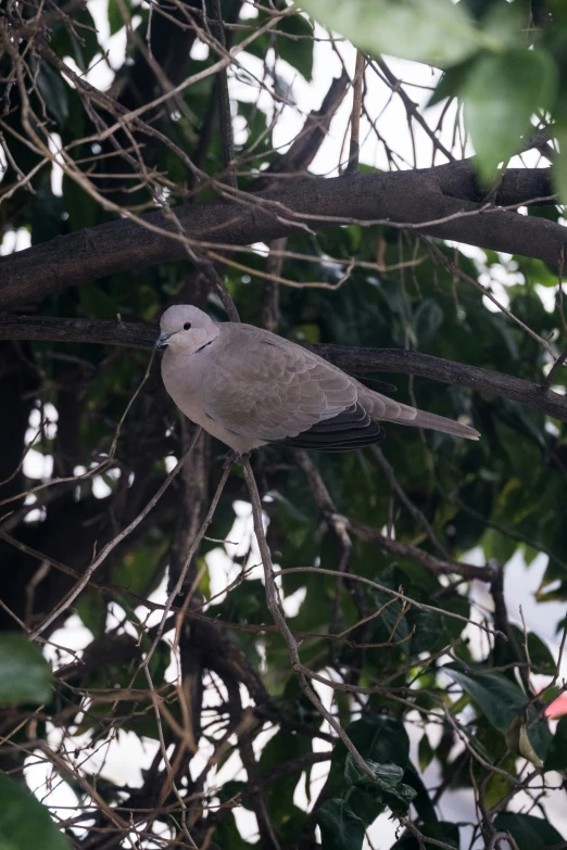 a bird that is perched on the nch of a tree