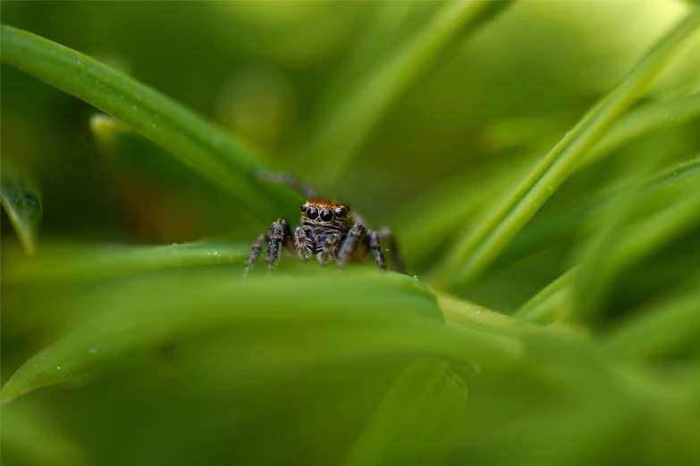 a spider on a leaf is staring in the camera