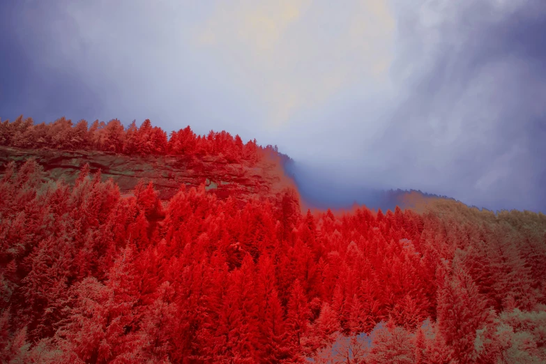 a forest with red foliage on it under cloudy skies