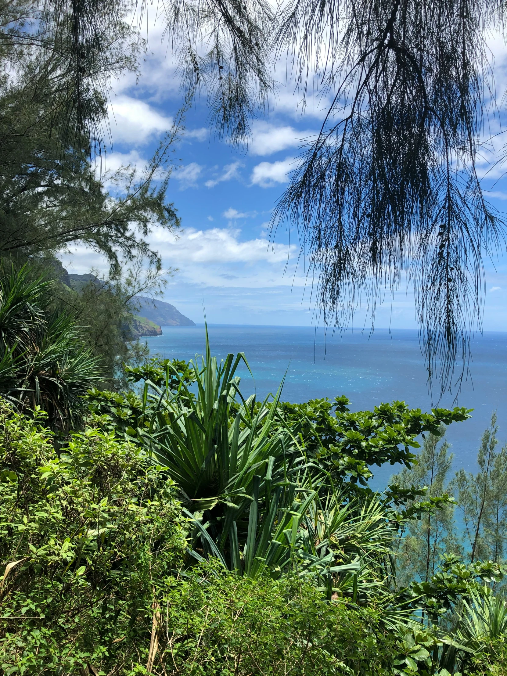 blue sky and clouds over a green bush