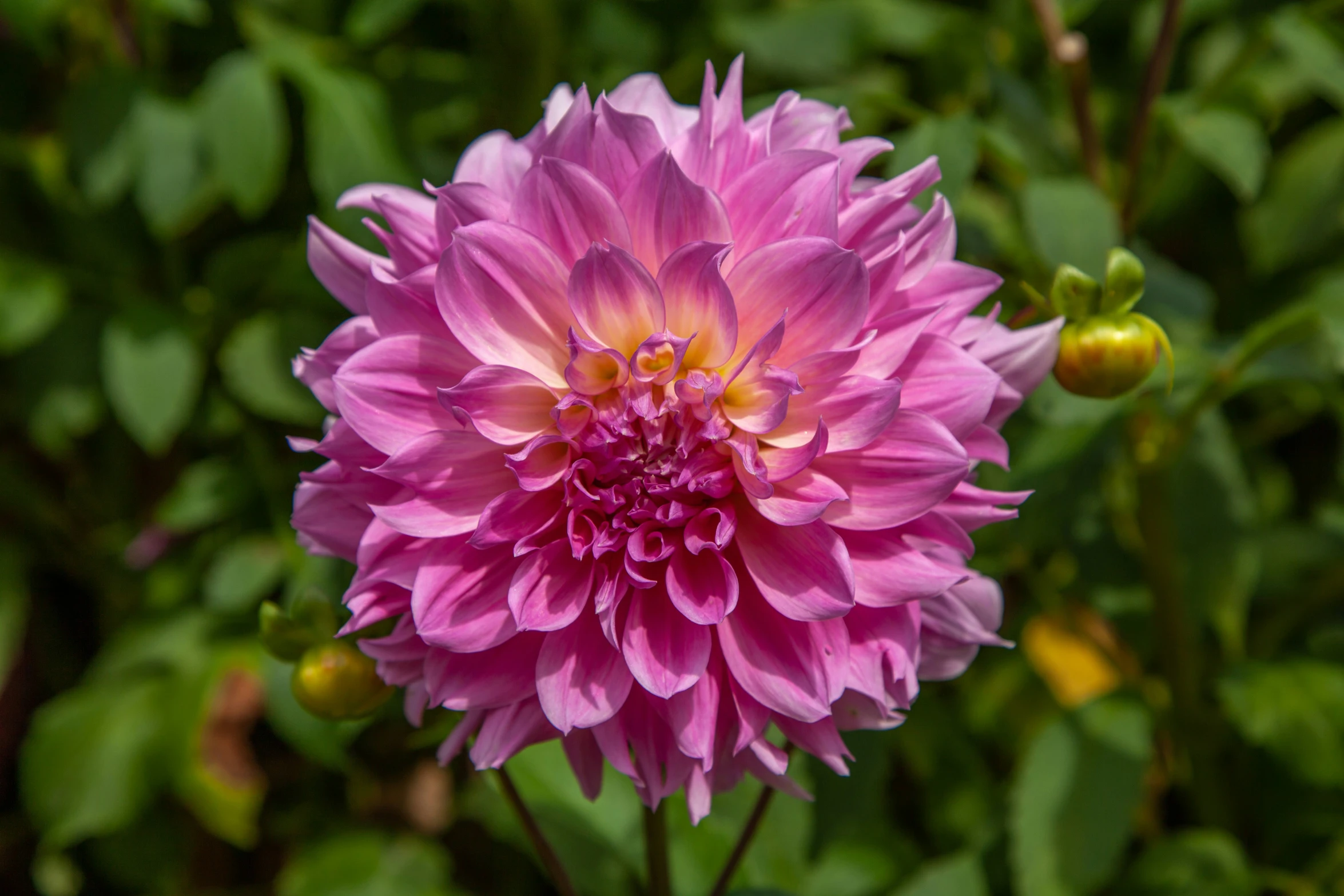 a large purple flower with green foliage in the background