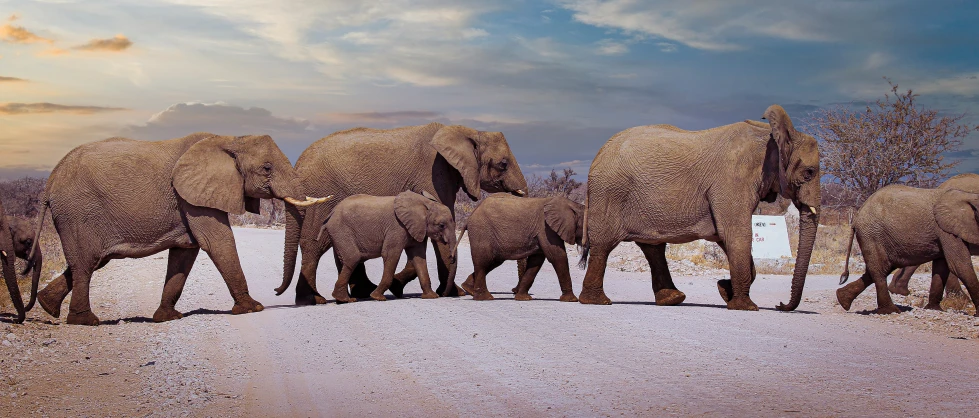 several elephants are in the same group on the beach