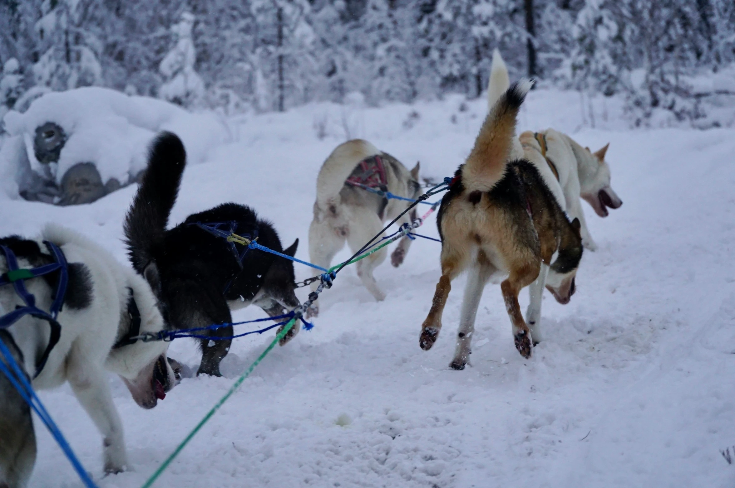 a husky dog pulls two dogs in the snow