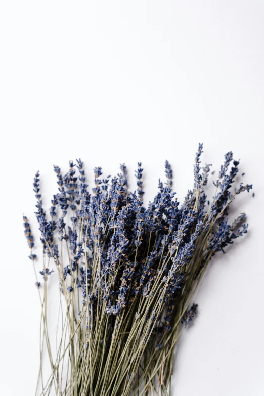 a bunch of dried lavenders that is on a white wall