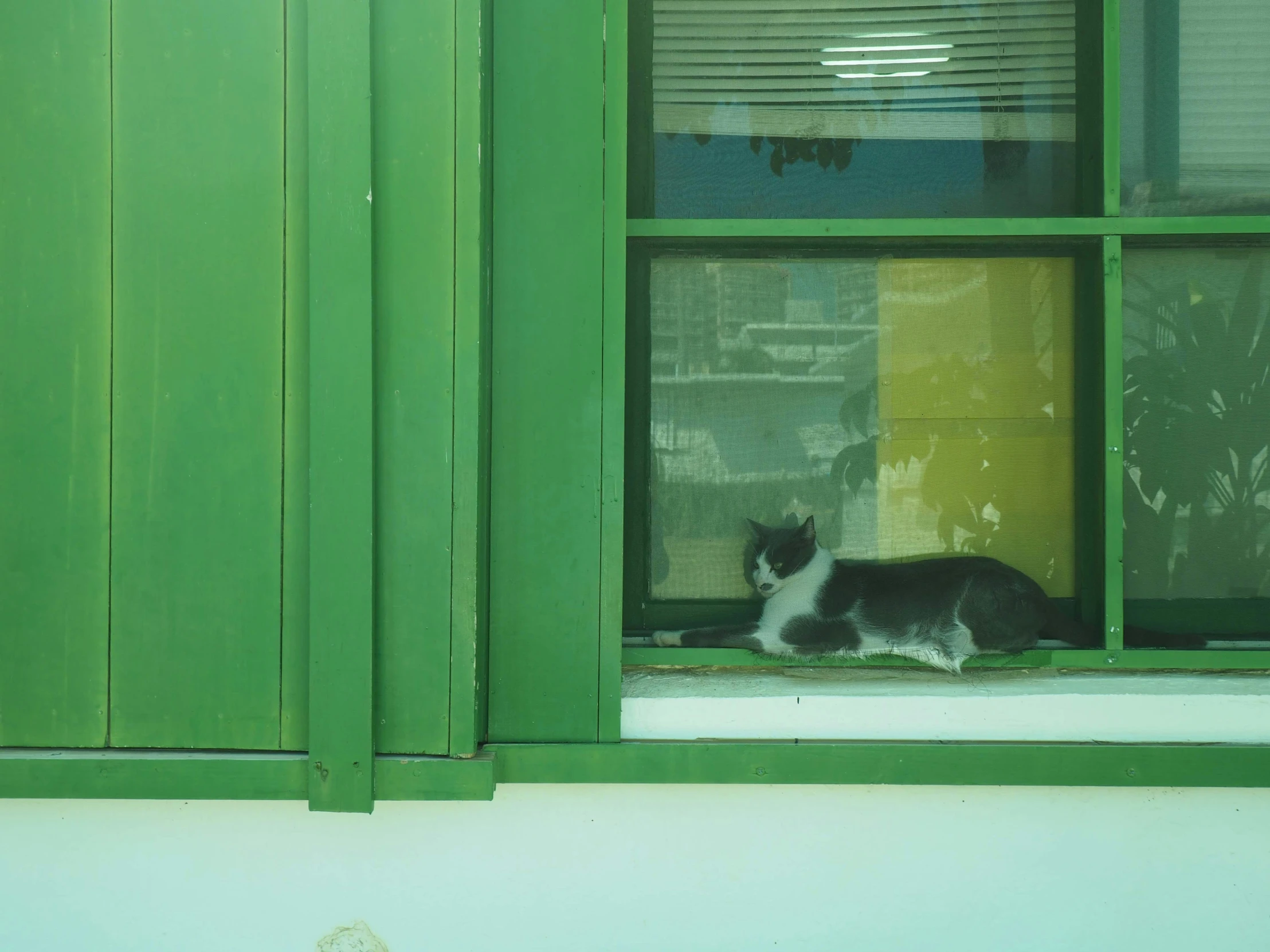 black and white cat looking out the green window