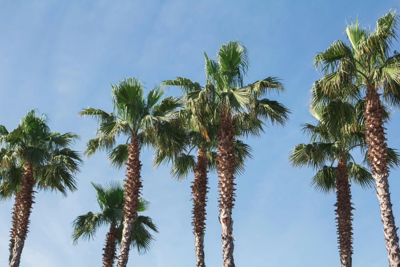a group of palm trees blowing in the breeze